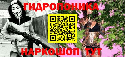 крисы Кингисепп